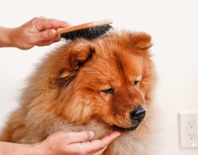 dog-grooming_11