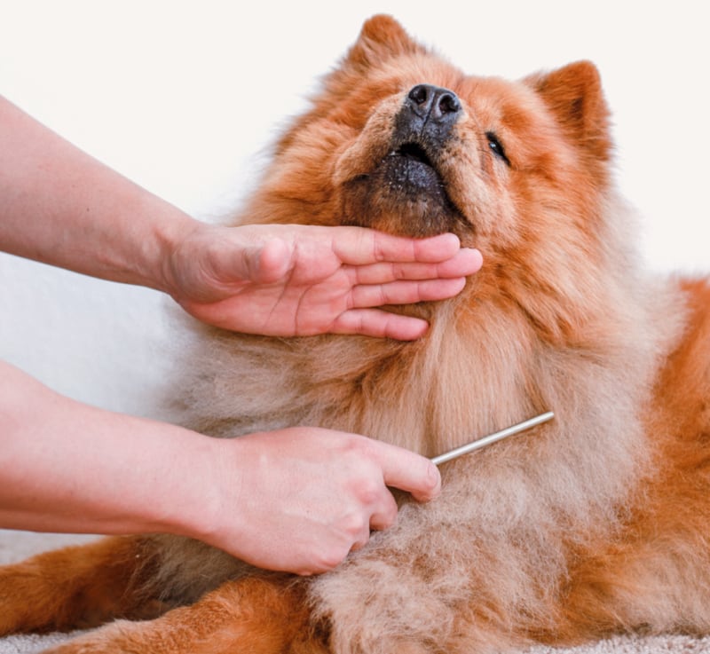 dog-grooming_19