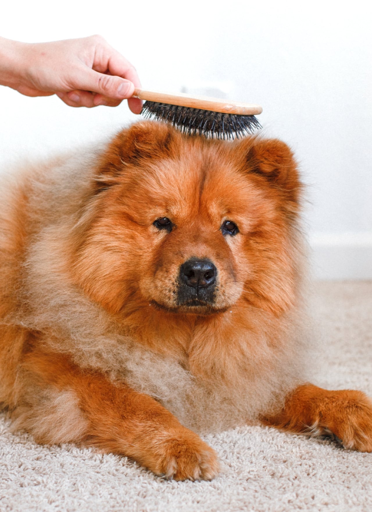 dog-grooming_21