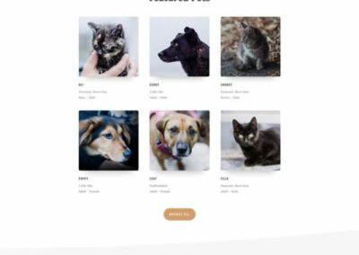 Animal Shelter